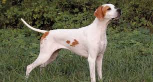 Our dogs are hard driving and biddable with exceptional style and class. German Shorthaired Pointer Dog Breed Profile Petfinder