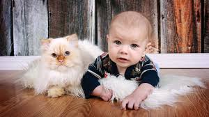 These two species can actually get along quite well despite their significant differences. Cute Cats And Dogs Love Babies Compilation Video 2017 Youtube