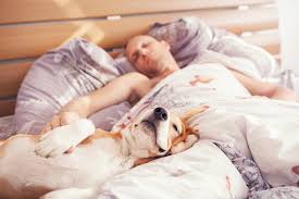 Hiccups are completely normal for puppies. Should You Let Your Dog Sleep In Your Bed Hill S Pet