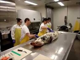 How to use postmortem in a sentence. Postmortem Examination On A Grey Seal Youtube