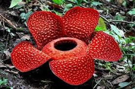 Gigas (juga endemik dari sumatra) dapat menghasilkan bunga setinggi 5m. Mengenal Lebih Jauh Si Padma Raksasa Bunga Raflesia Berasal Dari Bengkulu Gambar Bunga Bunga Tanaman Karnivora