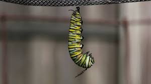 Monarch caterpillars will remain caterpillars for 10 to 14 days. Monarch Caterpillar Changes To A Chrysalis Youtube