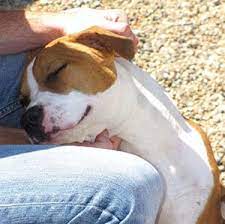 Adopt a pet displays pictures of pets at local pet shelters that are available for adoption. Adoption Lucas County Canine Care Control