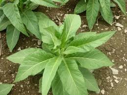 Montpellier 34090 appartement 33 m². Le Tabac De La Semois Vresse Sur Semois