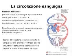 Risultati immagini per la circolazione sanguigna