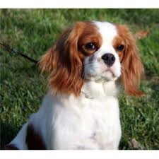 Cute and well home trained. Royal Flush Cavaliers Cavalier King Charles Spaniel Breeder In St Petersburg Florida