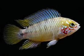 Males of the super red strain display vivid red throughout the entire tail and dorsal fin. Beginner S Care Guide For The Apistogramma Dwarf Cichlid Aquarium Co Op
