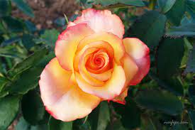 Fotos De La Rosa Arcoiris Rainbow Sorbet Variedad De Rosa Floribunda Rosa Arcoiris Variedades De Rosas Flores