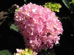 3.8 out of 5 stars 173. Hydrangea Macrophylla Robert Let S Dance Moonlight Kiefer Nursery Trees Shrubs Perennials