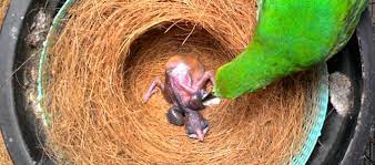 Daftar harga burung murai batu terupdate 2021. 7 Harga Burung Cucak Ijo Anakan Dan Dewasa Update Agustus 2021