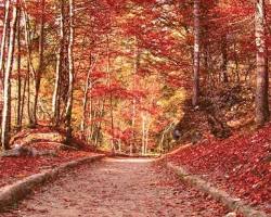 Immagine di Castelli Romani in autunno
