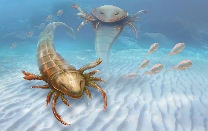 World's Oldest Sea Scorpion Found, Measuring Nearly 6 Feet Long - Newsweek