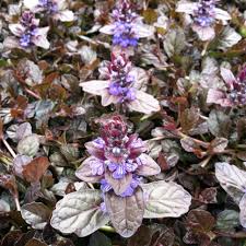 Image result for Ajuga