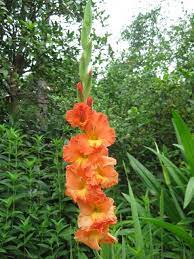Gladiolus Flower Meaning Best Flower Wallpaper