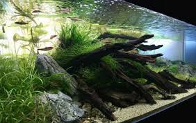 Beautiful Aquascaping Photo Collection Aquascape Aquascape Aquarium Aquarium Fish