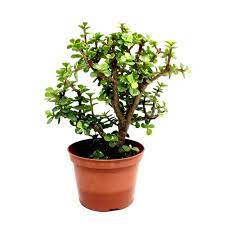 We did not find results for: Buy Jade Succulent Plant Online At Lowest Price On Plantsguru Com