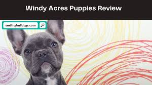 Mo french bulldogs 247 potential drive hollister, mo 65672 phone: Breeders Smiling Bulldogs
