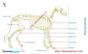Dogs can break bones as a result of being hit by a car, falling from a height, getting a leg caught in a hole, or from being stepped on (small dogs). Dog Leg Anatomy With Labeled Diagram Bones Joints Muscles And Vessels Anatomylearner The Place To Learn Veterinary Anatomy Online