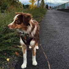 Australian shepherds make great pets and are extremely smart and loyal. Miniature Australian Shepherd For Adoption 1 Year Old For Sale In Medford Oregon Classified Americanlisted Com