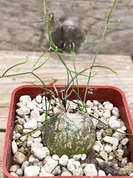 Image result for Schizobasis intricata