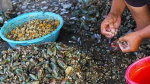 Maybe you would like to learn more about one of these? Ini Alasan Kerang Bisa Tingkatkan Vitalitas Pria