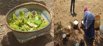 Image result for Quassia undulata