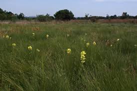 Image result for Orthochilus