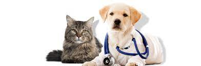 If your pet ever goes missing, our specialists are available 24/7 to help reunite you two as quickly as possible. 24 7 Emergency Pet Care Near You Taconic Veterinary Center