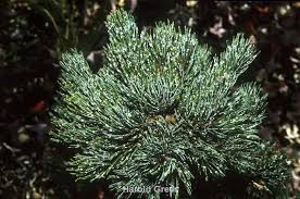 Image result for Pearsonia aristata