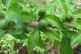 Image result for Afrocanthium burttii