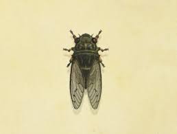 New forest cicada (cicadetta montana) (ukbap.org.uk) a photo and about ten paragraphs of. Walker Cicada Animal Crossing Wiki Fandom