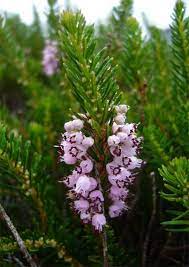 Cornish Heath Plant Fungi Species Wild Plants Heath Plant Plants Wild Flowers