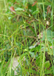 Image result for Scleria mikawana