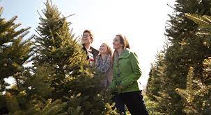 Maybe you would like to learn more about one of these? Seacoast Nh Cut Your Own Christmas Tree Directory Let S Do This Seacoast Kids Calendar