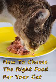 How To Choose The Right Food For Your Cat Thecatsite Articles