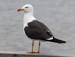 Lesser Black Backed Gull Yahoo Image Search Results Sea Birds Gull Birder