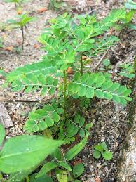 Image result for Phyllanthus engleri