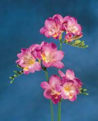 Freesia Freesia Planting Information Planting Freesias Planting Freesia How Beautiful Flowers Images Fresia Flower Freesia Flowers