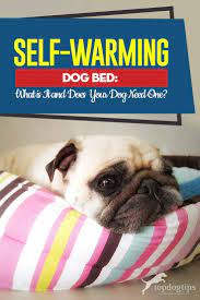 We did not find results for: Self Warming Dog Bed What Is It And Does Your Dog Even Need One