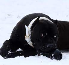 We did not find results for: Prague Collar Courtesy Of Xxl Designer Pitbulls Facebook