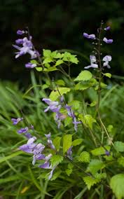 Image result for Schlechterina mitostemmatoides