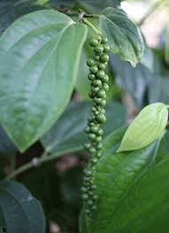 S oups, broths, homogenised and dietetic food; Online Edible Plants Ginger And Spices