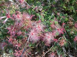 Image result for Polycarpaea eriantha