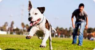 With years of experience and expert staff, we at k9 university will assist you through every phase of training your new dog, while also ensuring your bond gets stronger. Chicago Dog Training In Home Dog Boot Camp Suburban K9