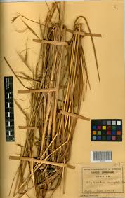 Image result for Elymandra