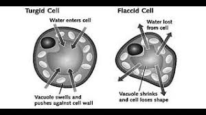 Many cell types in these molecules are mixtures of proteins and sugars that create a firm connection between adjacent cells. Biology Turgidityandflaccidity Icse10thbiology Plantphysiology Turgidity And Flaccidity Youtube