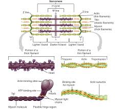 Chapter the muscular system blue valley schools pages 1. 10 2 Skeletal Muscle Anatomy Physiology