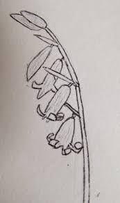 Up to 20 flowers can grow on one inflorescence. The Autistic Naturalist How To Draw Bluebells
