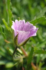 Image result for Monsonia angustifolia