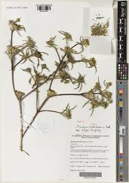 Image result for Flaveria trinervia